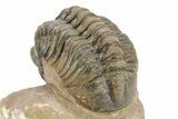 Curled Reedops Trilobite - Morocco #273447-5